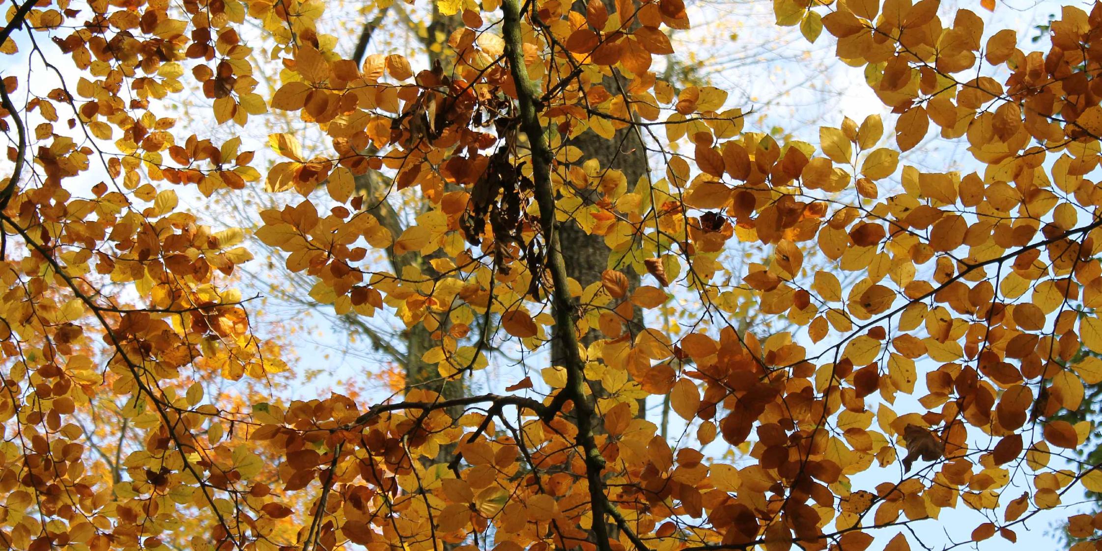 Herbstlaub am Baum (c) Marc Urhausen in: Pfarrbriefservice.de Herbstlaub am Baum